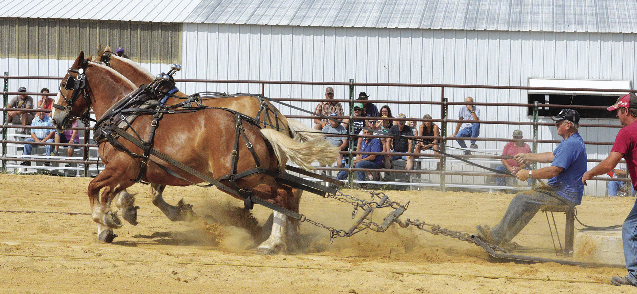Horse pull 2